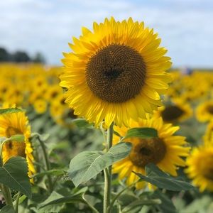 Meet your Posher, Allyson